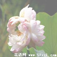 宁波北仑并蒂莲的花语