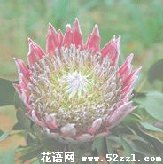 宁波北仑帝王花（菩提花）的花语