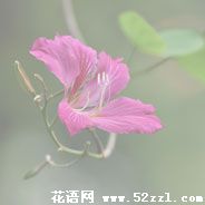 宁波北仑紫金花的花语