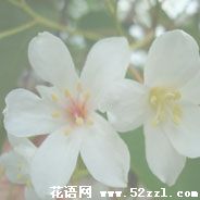 宁波北仑油桐花的花语