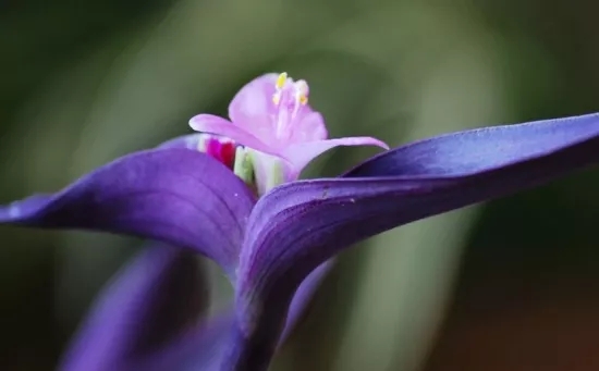 宁波北仑兰花花语、玉兰花花语是什么？适合送什么人？