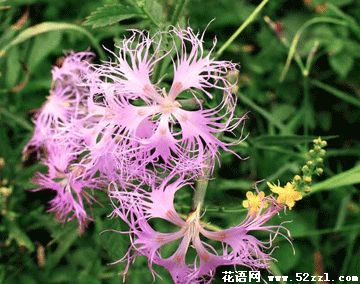 宁波北仑瞿麦的花语