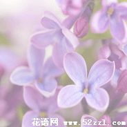 宁波北仑紫菀花的花语