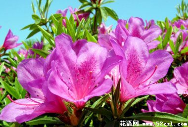 宁波北仑金达莱（兴安杜鹃）的花语