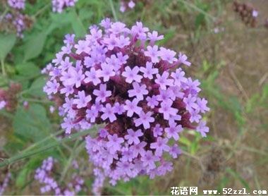 宁波北仑百里香（麝香草）的花语