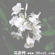 宁波北仑姜花的花语