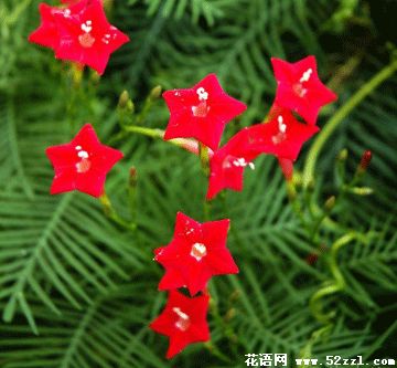 宁波北仑五星花（茑萝花）的花语