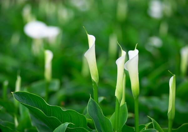 宁波北仑海芋花的花语是什么