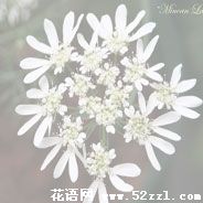 宁波北仑蕾丝花的花语