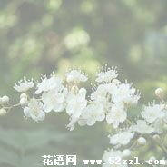 宁波北仑珍珠梅的花语