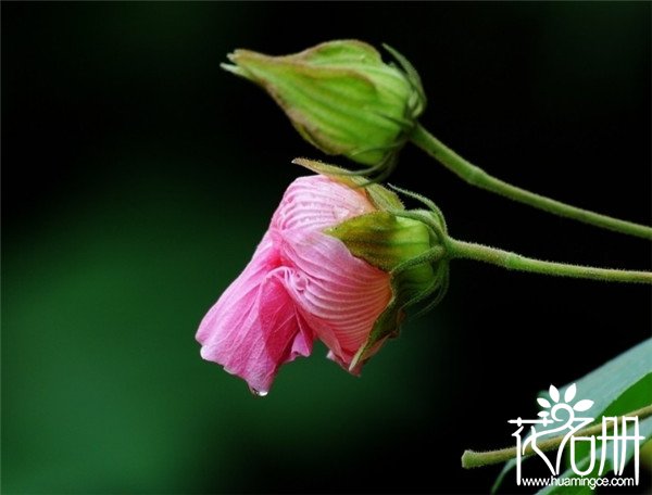 宁波北仑芙蓉花花语是什么，贞操/纯洁/纤细之美