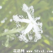 宁波北仑变色瓜的花语