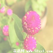 宁波北仑千日红的花语