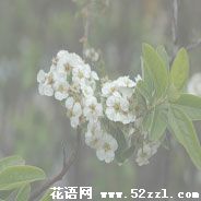 宁波北仑笑靥花的花语