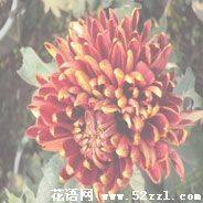 宁波北仑菊花花语—各种菊花的花语大全