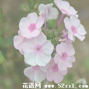 宁波北仑美女樱（美人樱）的花语