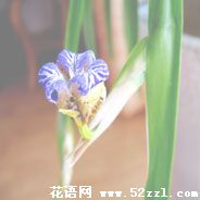 宁波北仑孔雀兰的花语