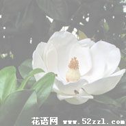 宁波北仑广玉兰（荷花玉兰）的花语