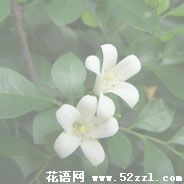 宁波北仑九里香的花语