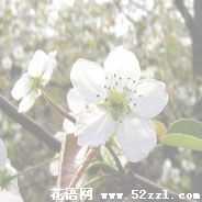 宁波北仑梨花的花语