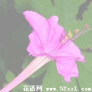 宁波北仑胭脂花的花语