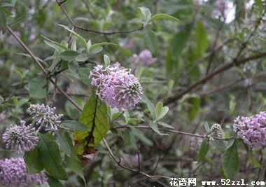 宁波北仑密蒙花的花语