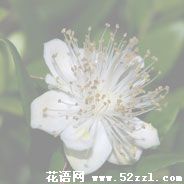 宁波北仑香不桃的花语