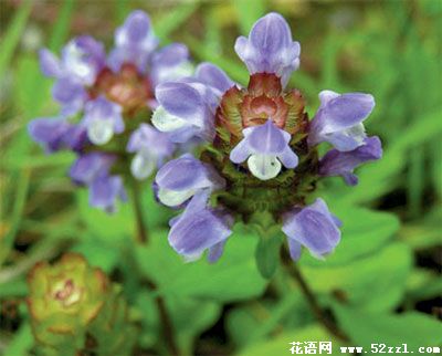 宁波北仑夏枯草的花语