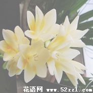 宁波北仑香雪兰（小苍兰）的花语