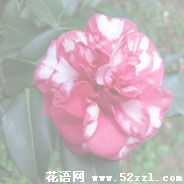 宁波北仑红色茶梅的花语