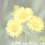 宁波北仑六月菊的花语