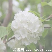 宁波北仑琼花（蝴蝶花）的花语