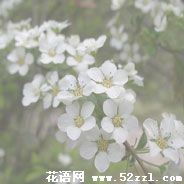 宁波北仑珍珠花的花语