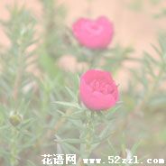 宁波北仑半枝莲（韩信草）的花语