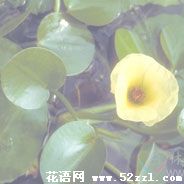 宁波北仑萍逢草的花语