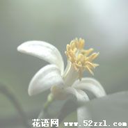 宁波北仑柠檬花的花语