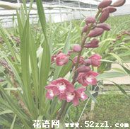 宁波北仑大花蕙兰的花语