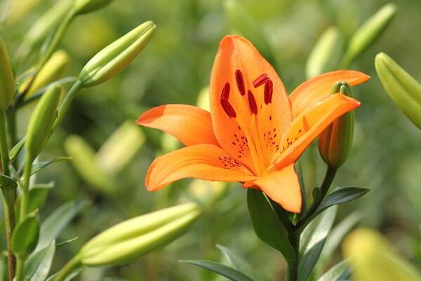 宁波北仑百合花花语是什么，代表着美好的家庭和伟大的爱