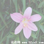 宁波北仑韭菜兰的花语