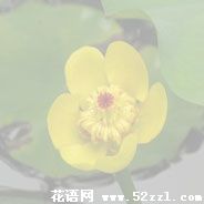 宁波北仑萍蓬草的花语