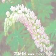 宁波北仑鲁冰花（羽扇豆）的花语