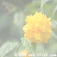 宁波北仑棣棠花的花语