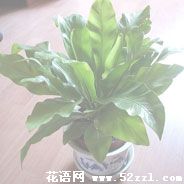 宁波北仑鸟巢蕨的花语