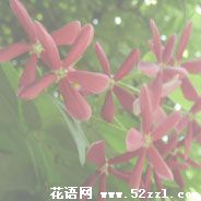 宁波北仑使君子（留球子）的花语