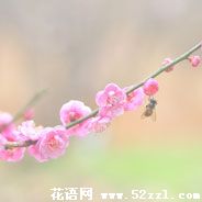 宁波北仑梅花的花语