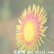 宁波北仑白日菊的花语