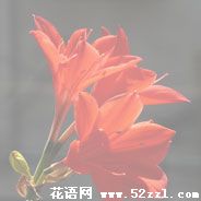 宁波北仑火花兰的花语