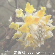 宁波北仑打结花（黄瑞香）的花语