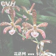 宁波北仑花蜘蛛兰的花语