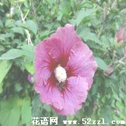 宁波北仑扶桑花的花语